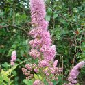 Spiraea douglasii P27